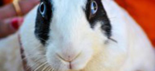 世界上最萌的兔子公主图片