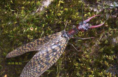 世界上十大最吓人的昆虫图片