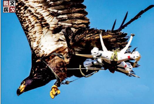 老鹰大战无人机图片