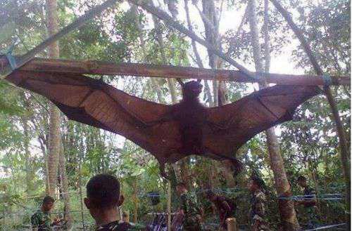 秘鲁捕获一只巨型蝙蝠王真实照片