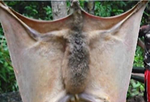 秘鲁捕获一只巨型蝙蝠王真实照片