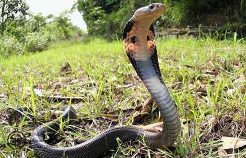 世界十大毒蛇图片