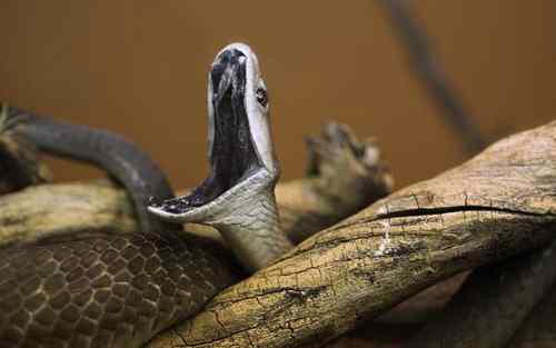 世界十大毒蛇图片
