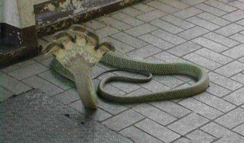 盘点世界上最怪异的蛇图片