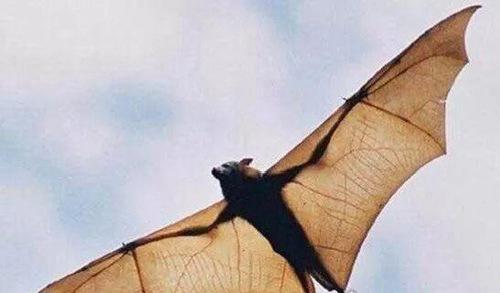 十大最恐怖蝙蝠图片