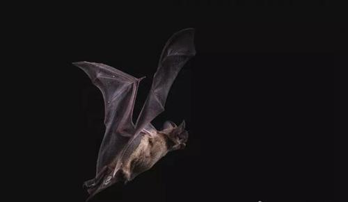 十大最恐怖蝙蝠图片
