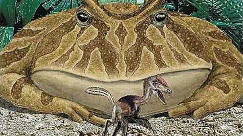 世界上最可怜的青蛙打伞树蛙图片