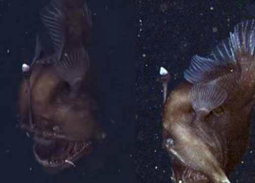 其丑无比的深海安康鱼图片