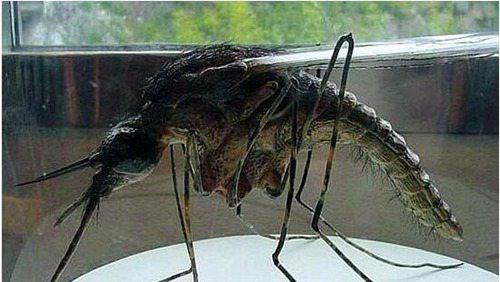 世界上最大的昆虫图片