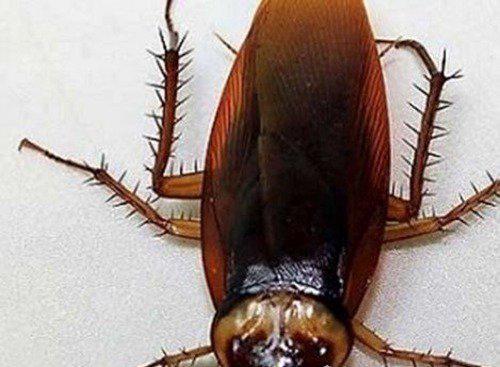 世界上最大的昆虫图片