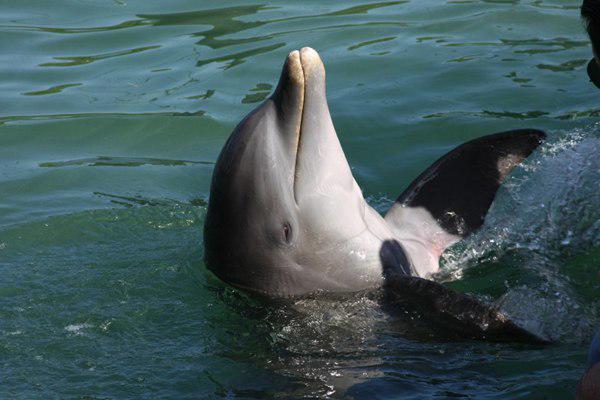 可爱海豚高清图片