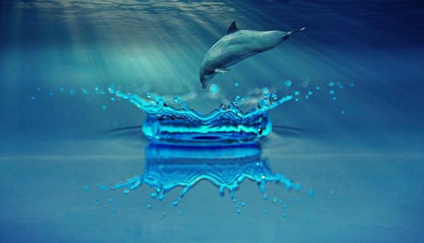 可爱海豚高清图片