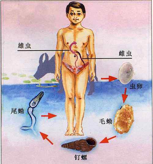 日本血吸虫尾蚴图片